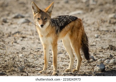 Inquisitive Black Backed Jackal At Etosha Salt Pan