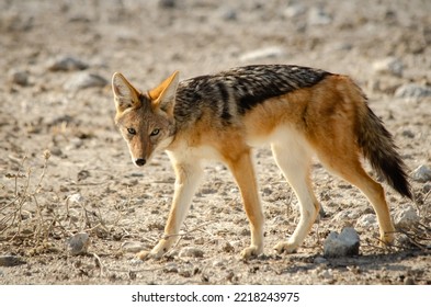 Inquisitive Black Backed Jackal At Etosha Salt Pan