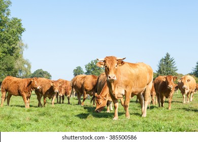 Inquisitive brown Limousin beef cow with a herd of young bullocks and cattle in a lush green pasture standing in the foreground staring at the camera