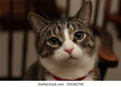 Inquisitive Cat