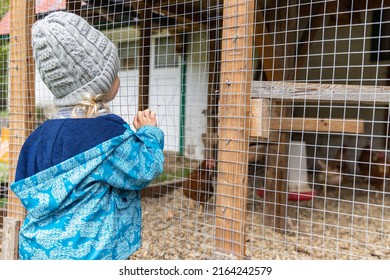 An inquisitive child wearing grey hat is seen from the back, looking through the mesh of a chicken enclosure on a small ranch. Copy space to right.