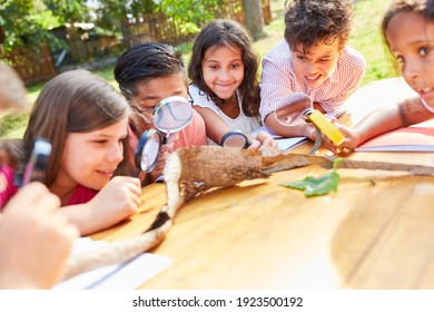 Inquisitive Children Look At Tree Bark With Magnifying Glasses In The Ecological Holiday Camp