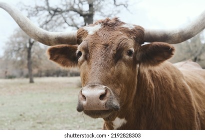 Inquisitive And Curious Texas Longhorn Cow Closeup.