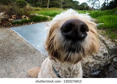 Inquisitive Dog, Sniffing The Camera Lens, Comedic Shot