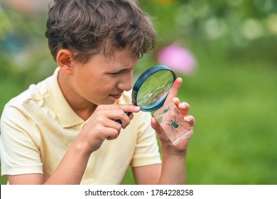 inquisitive elementary school boy studies beetle through magnifying glass in outdoor Park. examines insects in classroom with magnifying glass. Research, thirst for new knowledge. Back to school. - Shutterstock ID 1784228258