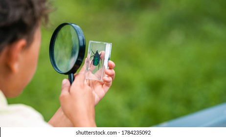 inquisitive elementary school boy studies beetle through magnifying glass in outdoor Park  examines insects in classroom and magnifying glass  Research  thirst for new knowledge  Back to school 