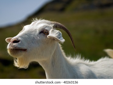 Inquisitive Goat