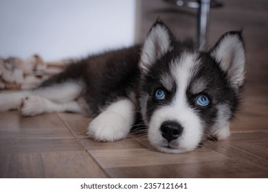 Inquisitive Husky Pup: Bright blue-eyed Siberian Husky puppy, captivated by its indoor world