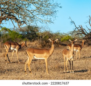Inquisitive impala in the late afternoon sun - Shutterstock ID 2220817637