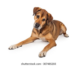 An Inquisitive Large Mixed Breed Dog Laying At An Angle While Looking Down At The Floor