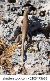 inquisitive Laurent's whiptail, Cnemidophorus murinus, standing on a stone and looking for possible danger and warming up in the sun