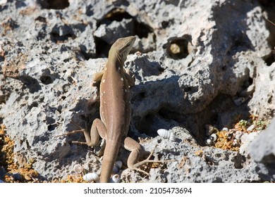 inquisitive Laurent's whiptail, Cnemidophorus murinus, standing on a stone and looking for possible danger and warming up in the sun