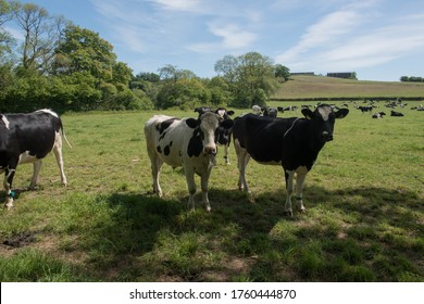 Inquisitive Male Herefordshire Bullock Cattle Grazing In A Field On A Farm In Rural Devon, England, UK