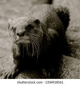 inquisitive otter posing for the camera                               