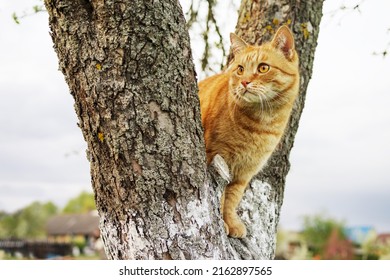 An inquisitive red tabby cat sits on a tree trunk in the spring close-up - Shutterstock ID 2162897565