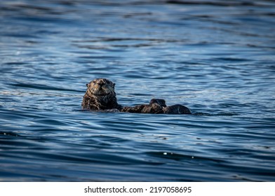 Inquisitive Sea Otter In The Broughton Archipelago