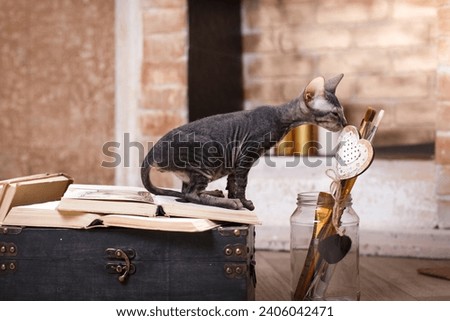 An inquisitive Sphynx cat adding a whimsical touch to the vintage setup. Pet at home 
