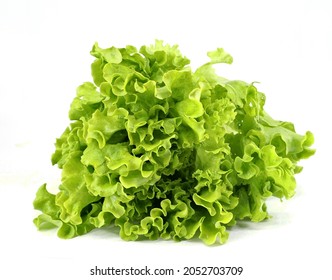 Insalata Gentile, an italian variety of  large-leaf lettuce of the Asteraceae Lactuca Sativa family.  White background - Powered by Shutterstock