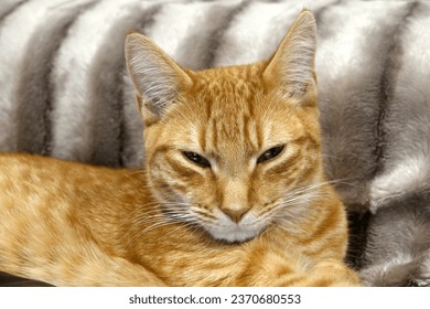 Inscrutable tabby kitten looking at camera