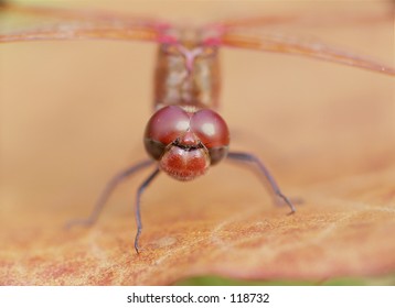 Insect
