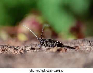 Insect
