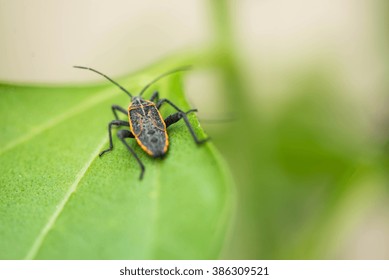Insect