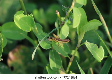 Insect