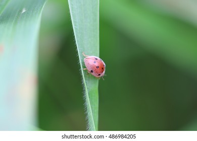 Insect