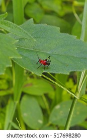 Insect