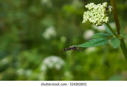 Insect