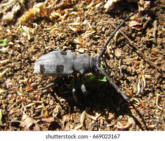 Insect