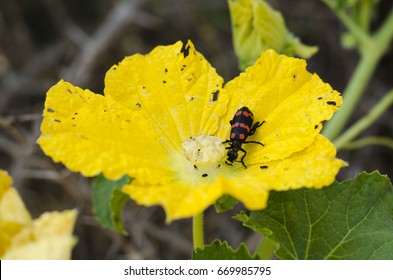 Insect
