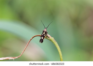insect
