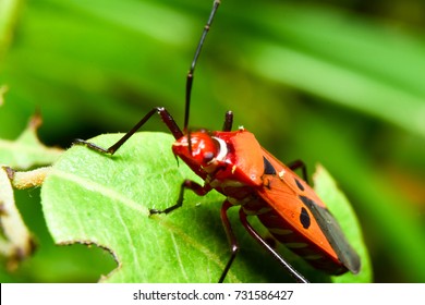 Insect Stock Photo 731586427 | Shutterstock