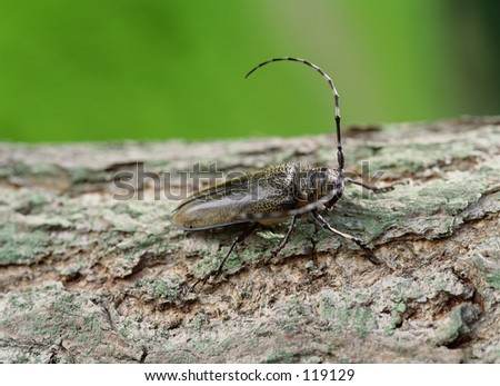 Insect
