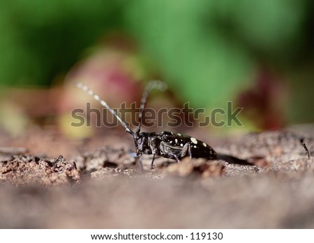 Insect
