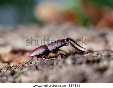 Insect
