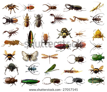 insect