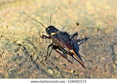 Similar – Image, Stock Photo musk buck Nature Animal