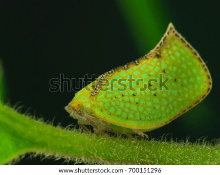 insect