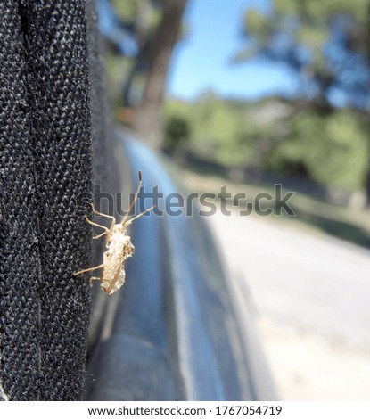     insect with antennae on the car roof                           