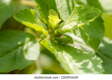 Insect In The Backyard