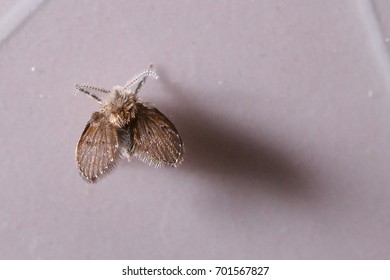 Insect In The Bathroom