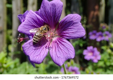 Cairan pada bunga yang diserap lebah