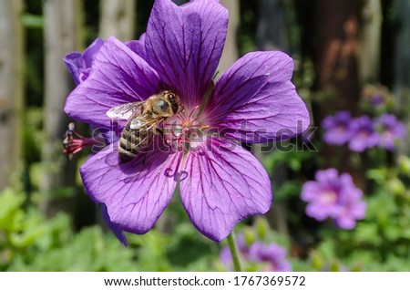 Insect bee close up macro image with lila geranium in garden