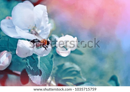 Similar – Image, Stock Photo wasp Plant Blossom Bud