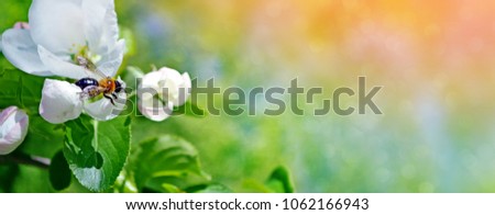 Similar – Image, Stock Photo wasp Plant Blossom Bud