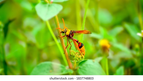 Insect, Bee, Wasp On Flower Macro Wasp Pollination