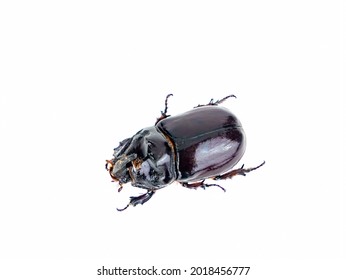Insect beetle Oryctes nasicornis on a white background. Rhinoceros beetle. Animal insect. Nose and horn of an animal. Ecosystem and Ecology. Zoology. Protection of Nature.