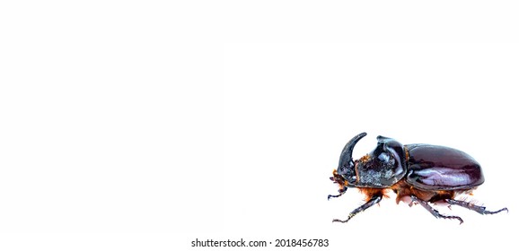Insect beetle Oryctes nasicornis on a white background. Rhinoceros beetle. Animal insect. Nose and horn of an animal. Ecosystem and Ecology. Zoology. Protection of Nature.